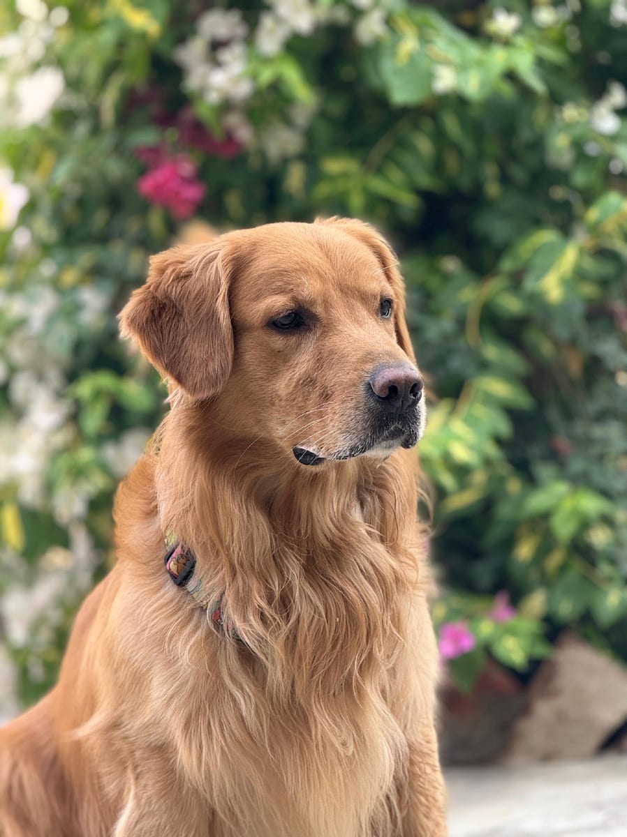 Early Intervention for Ear & Skin Sensitivity in Barfi, a Golden Retriever