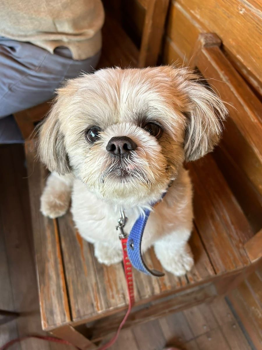Targeted Treatment for Eye Discharge and Paw Irritation in Ladoo, a Shih Tzu
