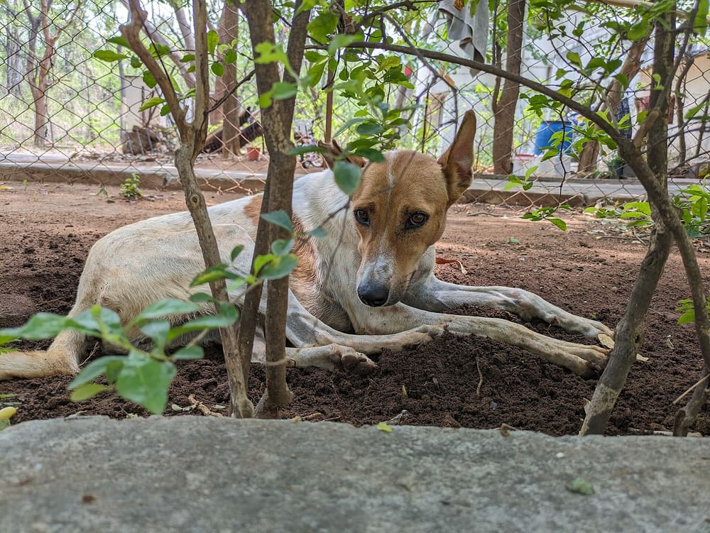 Addressing Poor Appetite in Kalu, a 6-Year-Old Indie Dog