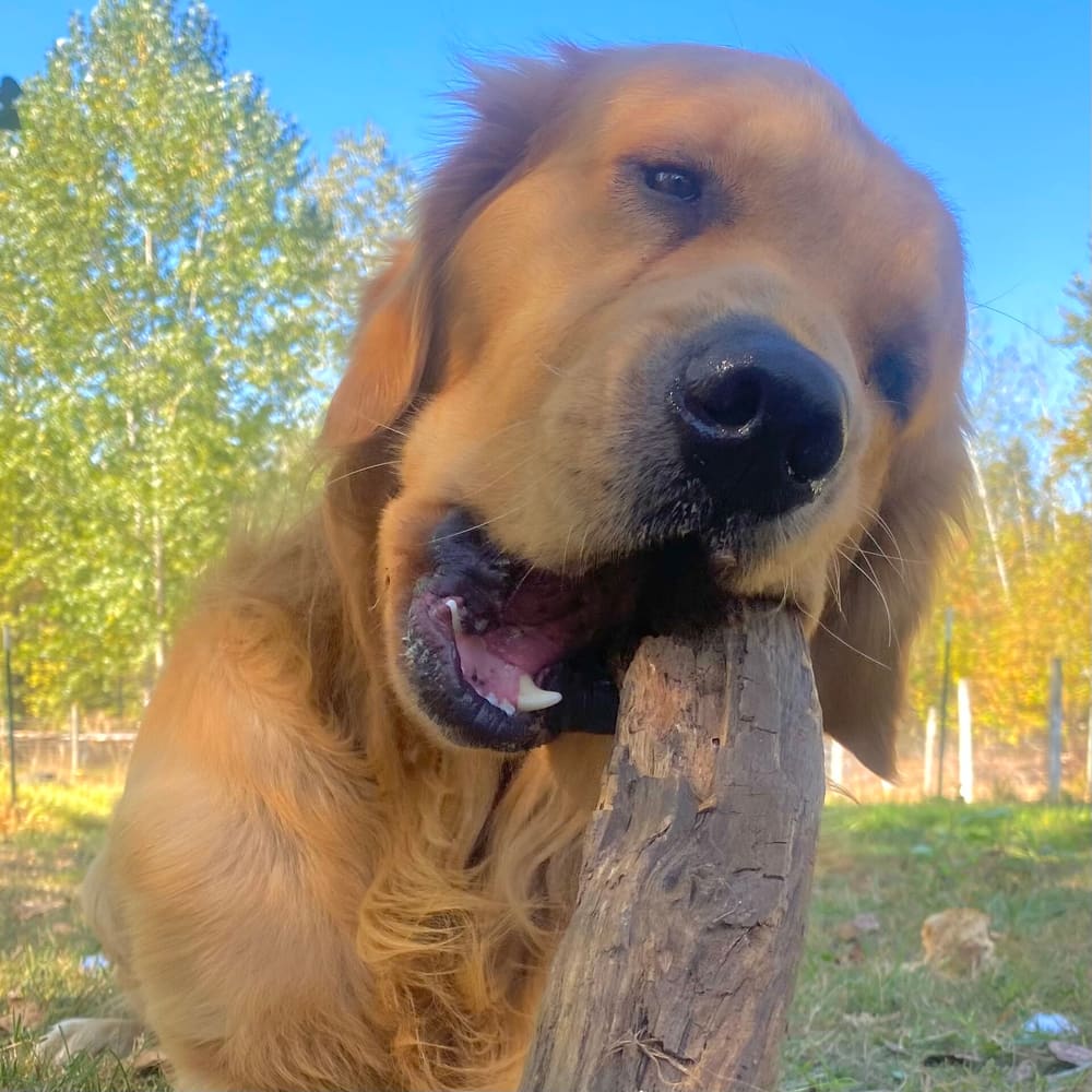 Comprehensive Care for Ozzy, a Young Golden Retriever