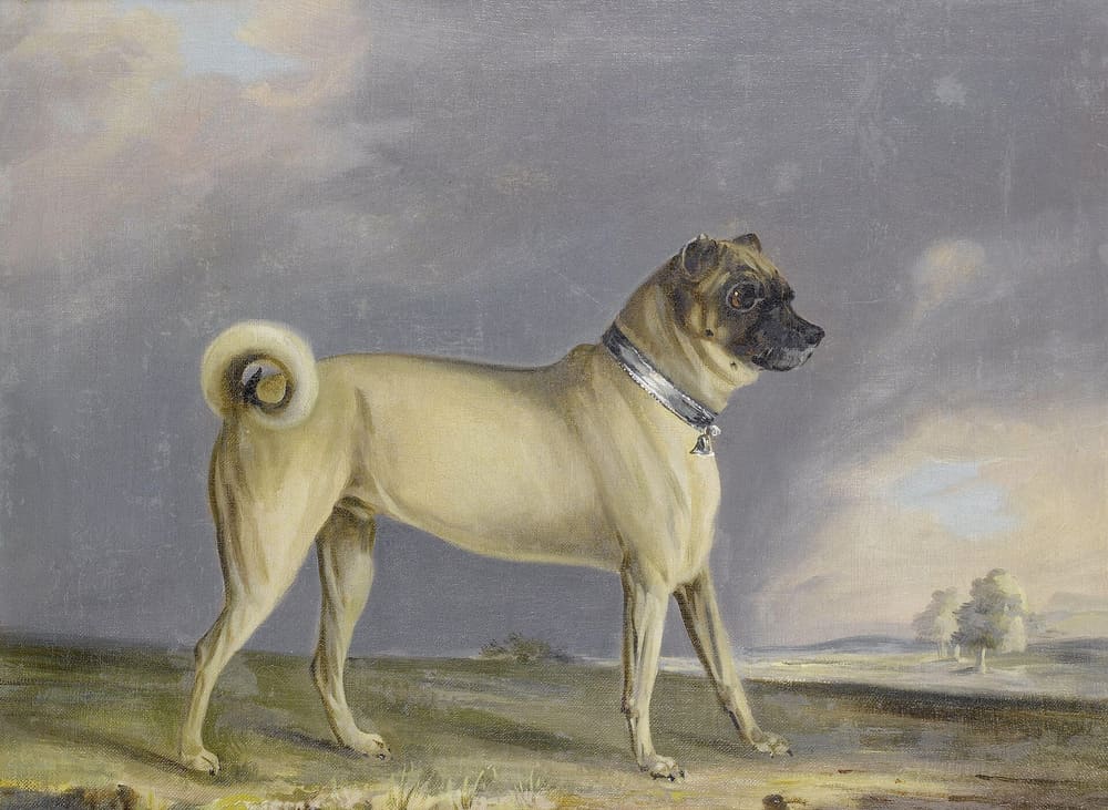 Continuous Home-Centric Care for Luna, a Senior Pug with Chronic Health Conditions