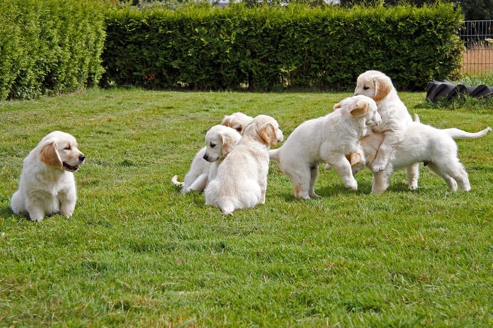 Early Intervention for Ear & Skin Sensitivity in Barfi, a Golden Retriever