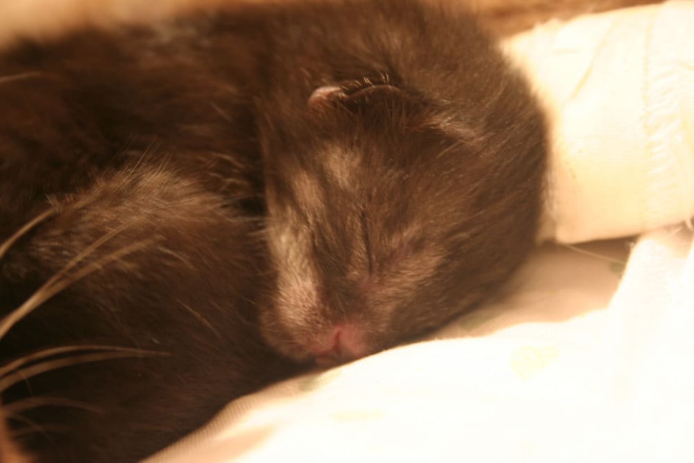 Emergency Intervention for a 15-Day-Old (neonatal) Kitten at Risk of Fading Kitten Syndrome
