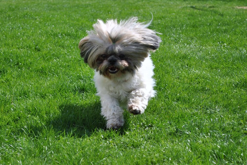 End-to-End New Puppy Care Guidance for First-Time Shih Tzu Pet Parents