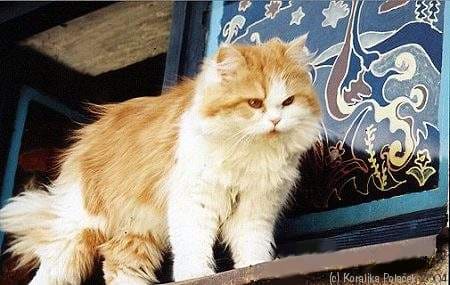 High-Trust Veterinary Care and Guidance for a 3-Year-Old Ginger Cat
