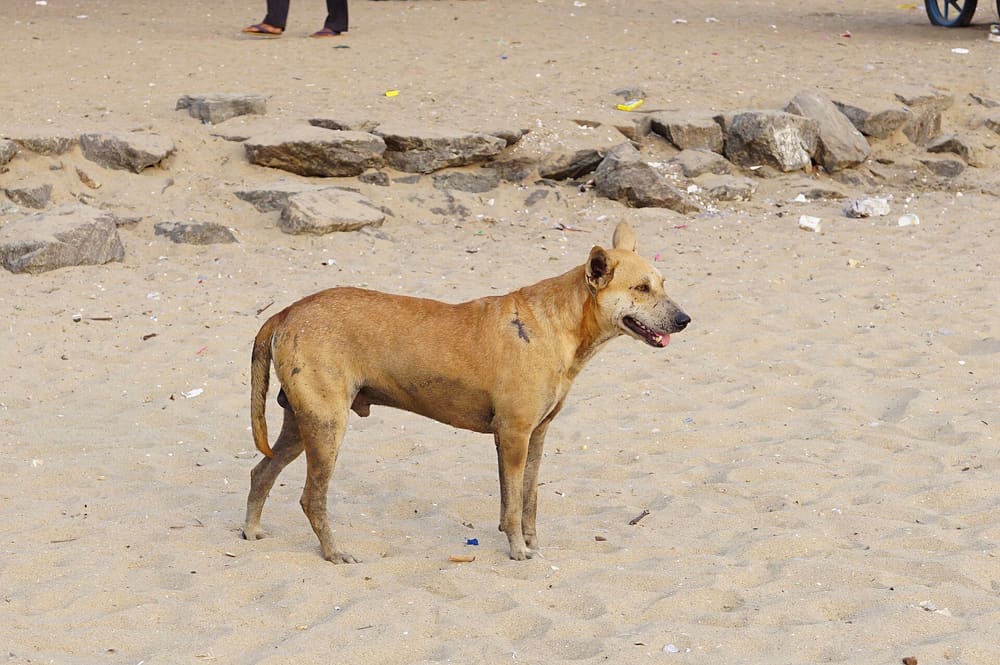 Nutritional & Preventive Care Guidance for a Senior Indie Dog