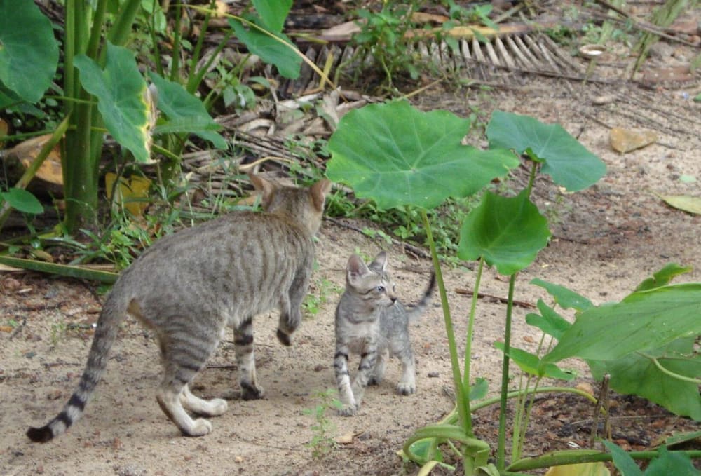 Rapid Relief for Conjunctivitis in a 6-Year-Old Indie Cat