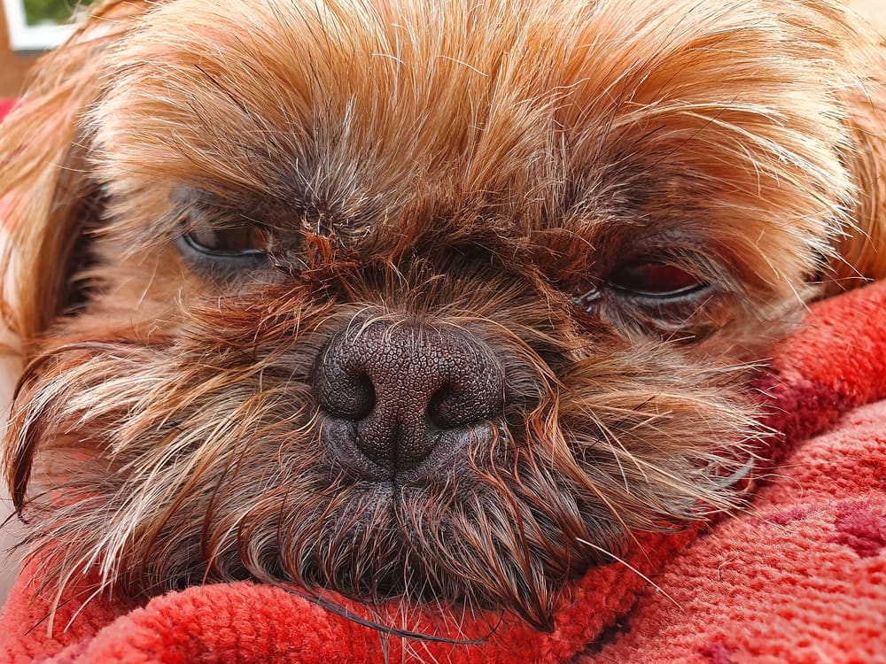 Targeted Treatment for Eye Discharge and Paw Irritation in Ladoo, a Shih Tzu