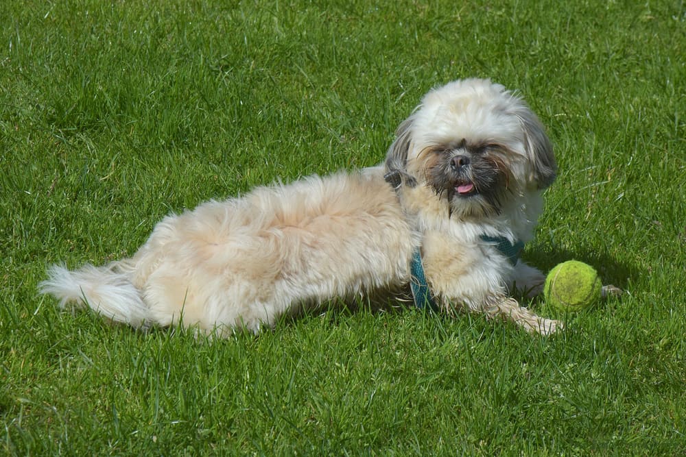 Timely Emergency Guidance for a Shih Tzu with Critical Health Complications