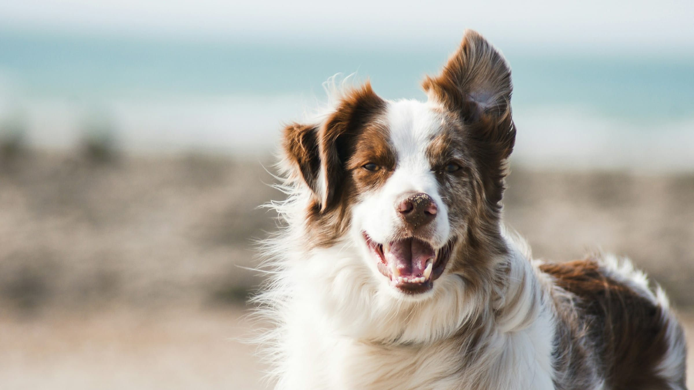 A happy, healthy dog cared for through PawVerse