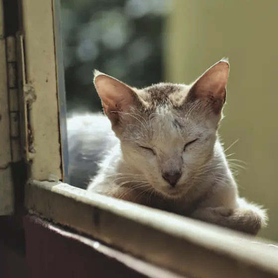 A cat with its eyes closed, basking in the sun at an open window