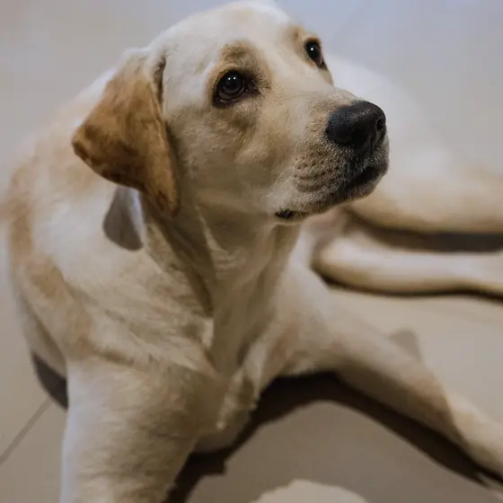 A young Labrador lying on the floor at home, looking up