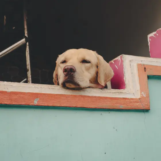 A Labrador resting its chin on a turquoise and orange painted balcony wall