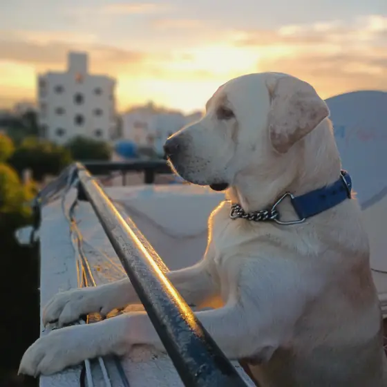 A Labrador on a rooftop terrace looking out over the city at sunset