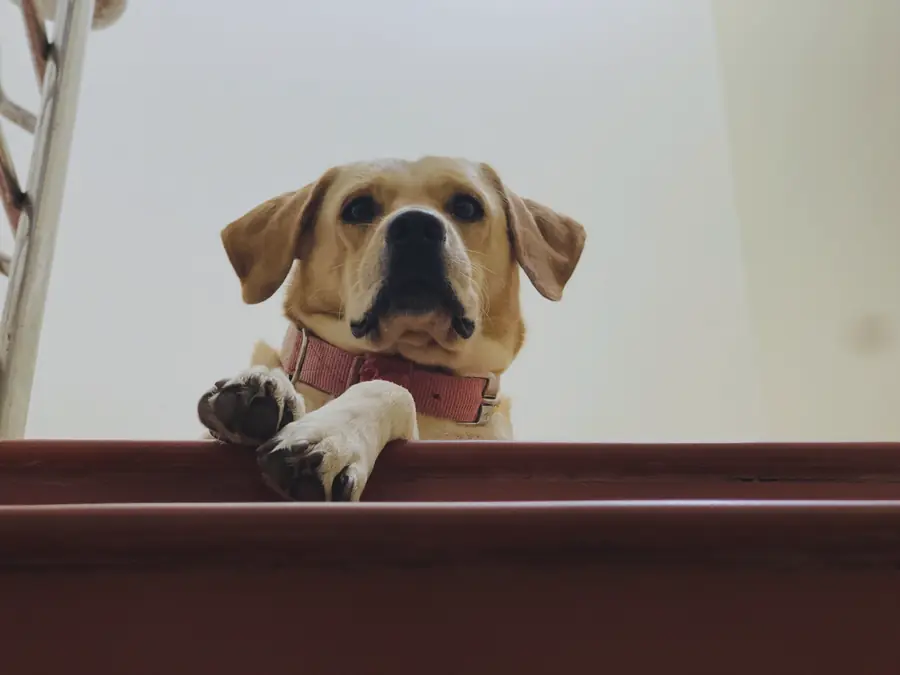 A Labrador looking down over the railing at the top of the stairs, waiting
