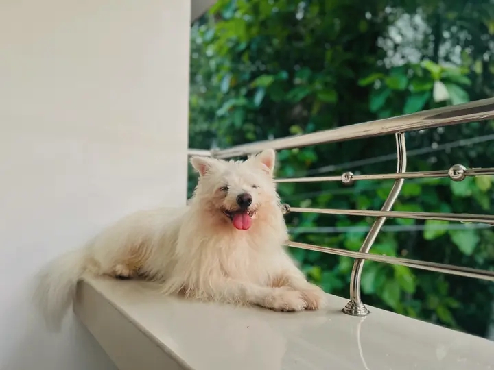 A white Spitz lying on a sunny apartment balcony beside a steel railing and green trees