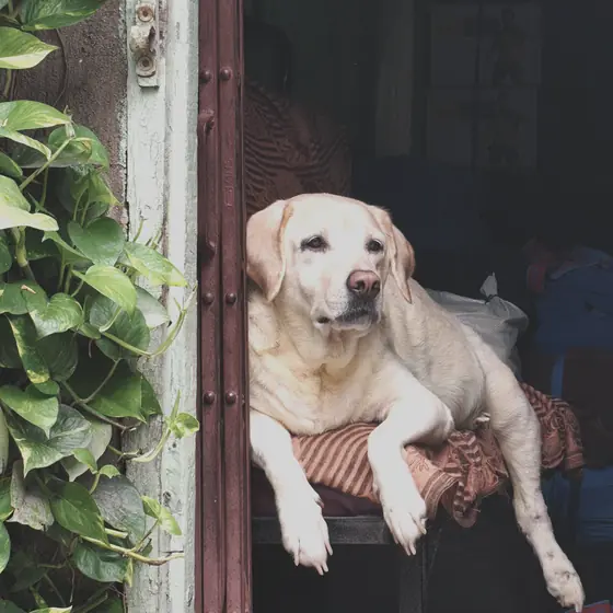 A yellow Labrador resting on a stool in an open green doorway framed by a money plant