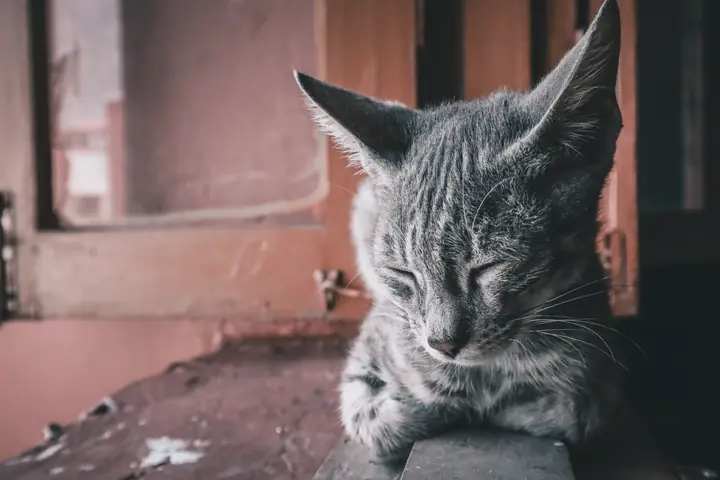 A grey tabby cat asleep on a ledge beside a pink window