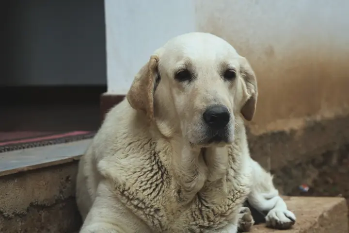 An older Labrador with a greying coat lying on the front steps of a house