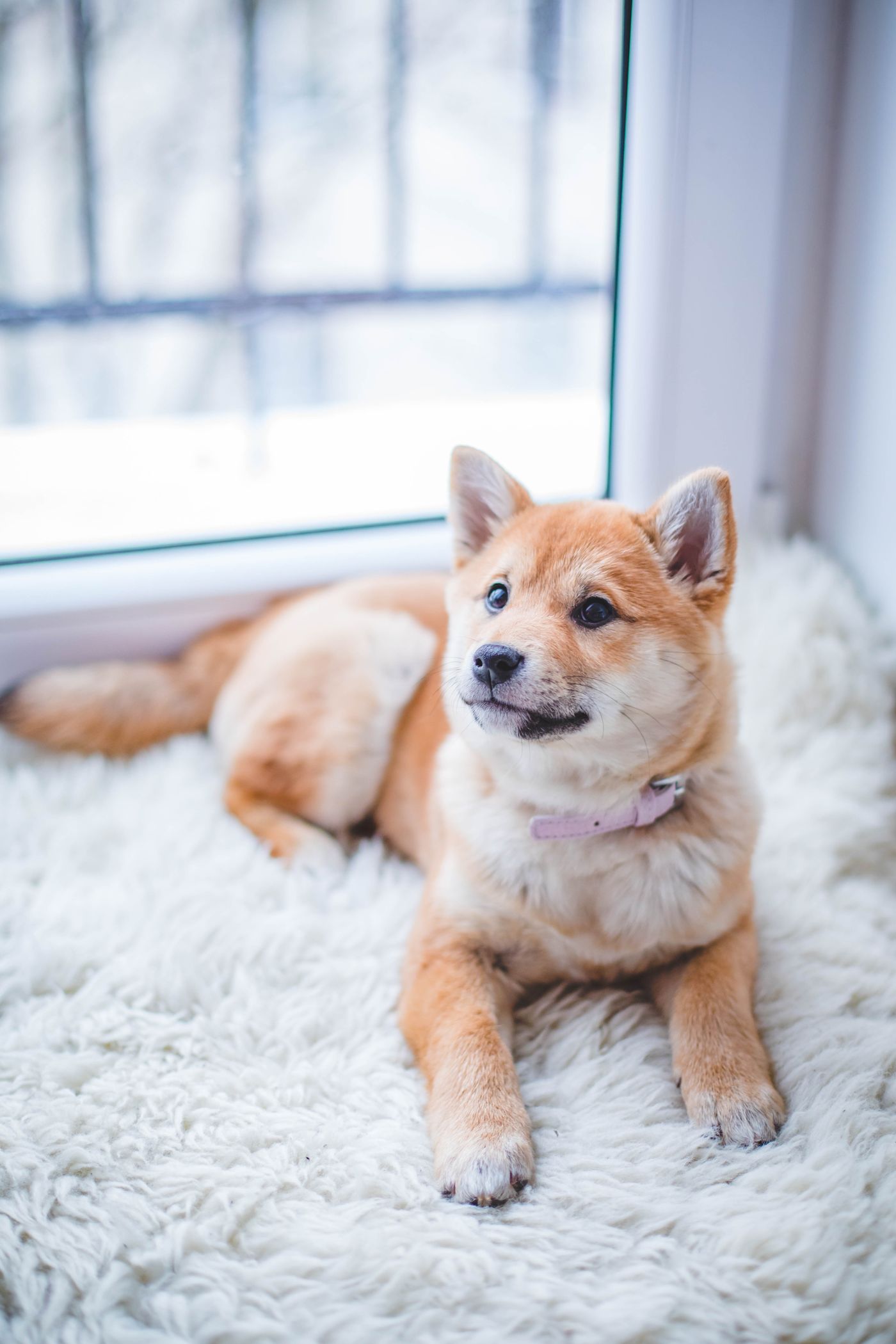A dog resting calmly in soft daylight by a window